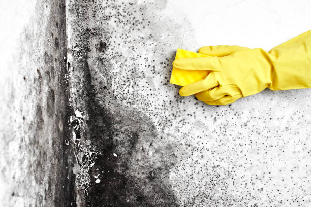 Best Professional Mold Removal  in Washington Park, IL