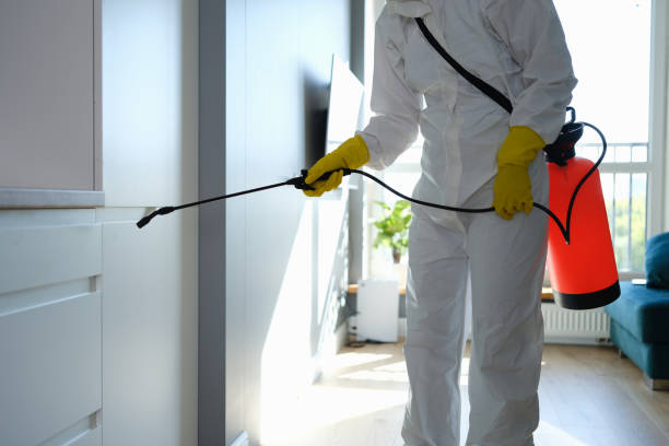 Reliable Washington Park, IL Mold Removal Solutions